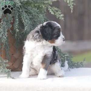 Canon, Cavapoo Puppy